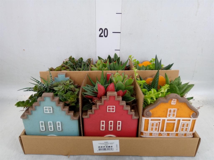 <h4>Arr.   Kamerplant Groen L%</h4>