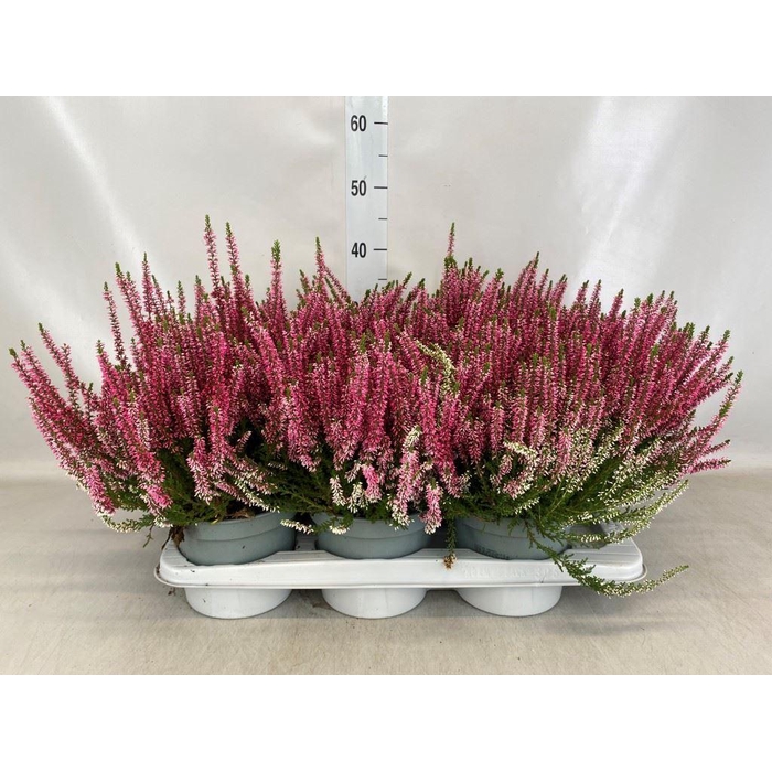 <h4>Calluna vulg. 'Beauty L Sharon'</h4>