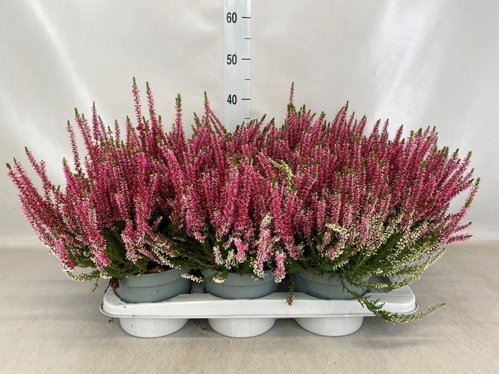 Calluna vulg. 'Beauty L Sharon'