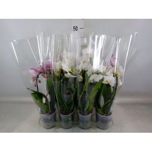 Phalaenopsis  'Elegant Cascade'
