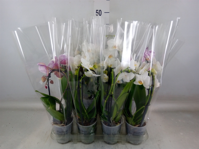 <h4>Phalaenopsis  'Elegant Cascade'</h4>