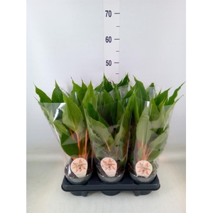 Chlorophytum orchi. 'Green Orange'