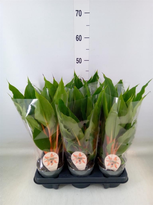 <h4>Chlorophytum orchi. 'Green Orange'</h4>