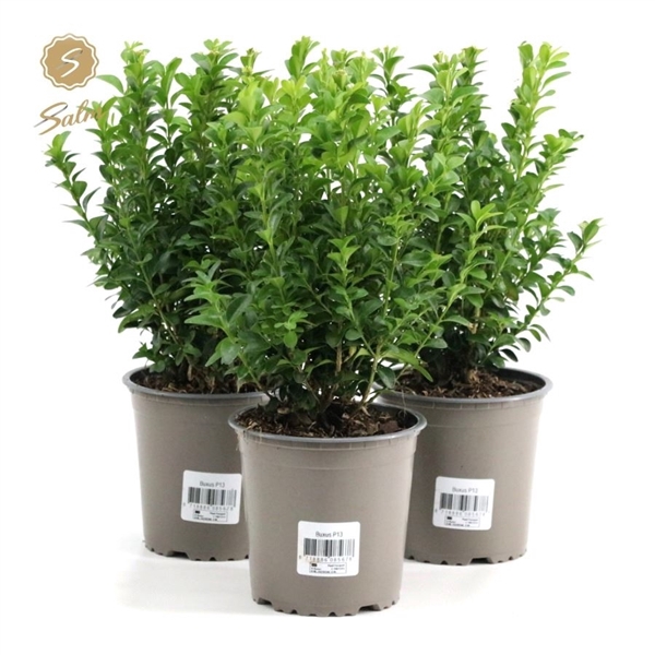 Buxus semp. P13