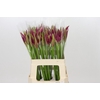 Nerine Mister Nick