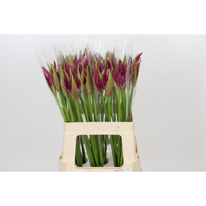 Nerine Mister Nick