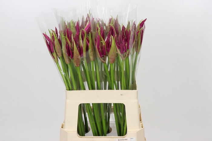 <h4>Nerine Mister Nick</h4>