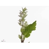 SALVIA SCL JOMI