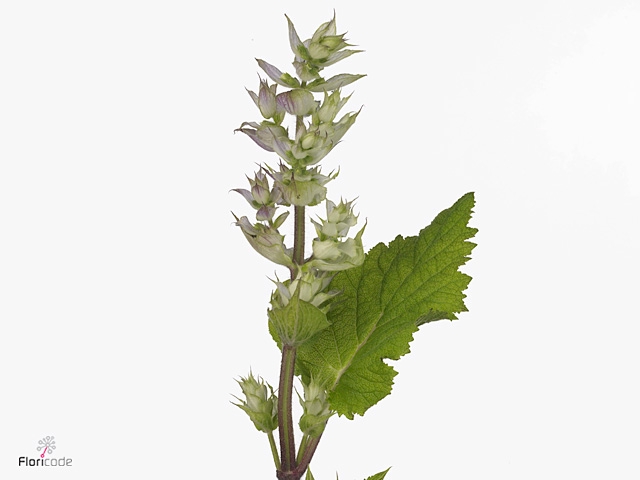 SALVIA SCL JOMI