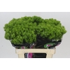 Dianthus Br Kiwi Mellow