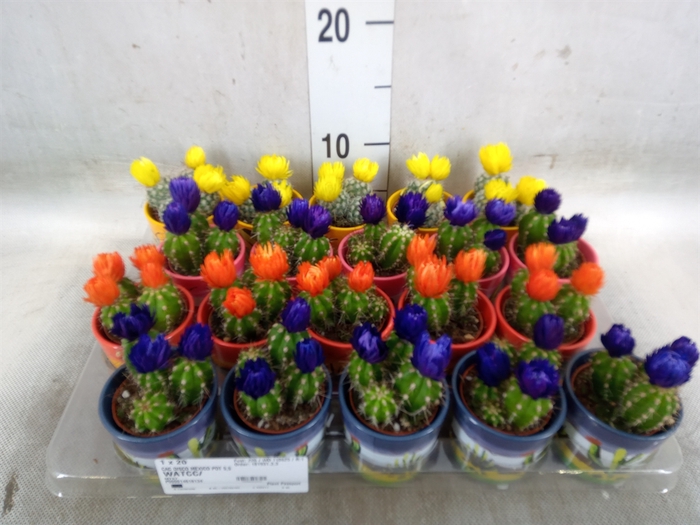 <h4>Cactus   ...decorated</h4>