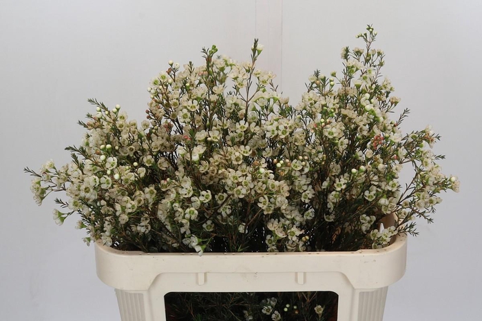 <h4>Chamelaucium Sirius</h4>