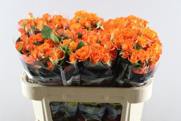 <h4>R Tr Babe L 70</h4>