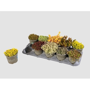 SEDUM GEM