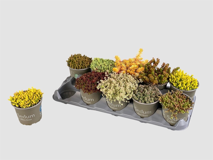 <h4>SEDUM GEM</h4>