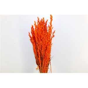 Dried Avena X5 Orange Bunch