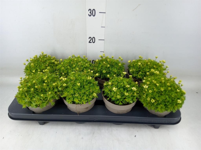 <h4>Saxifraga arend. 'Touran Limegreen'</h4>