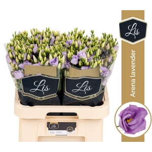 Lisianthus do arena lavender