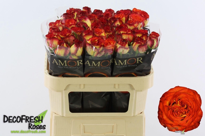 <h4>R Gr Bogoria</h4>