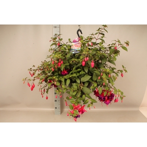 Hangpotten 27 waterreservoir Fuchsia Giant Maori Maid