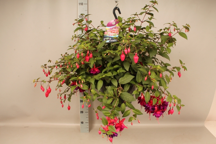 <h4>Hangpotten 27 waterreservoir Fuchsia Giant Maori Maid</h4>