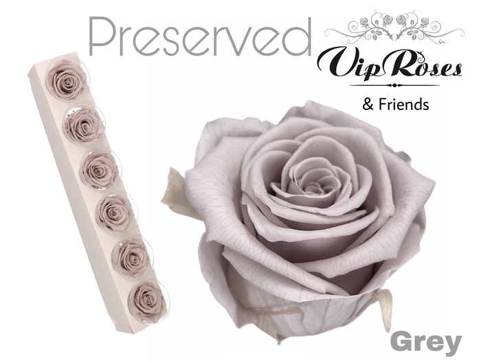 <h4>Preserved rosa grey</h4>