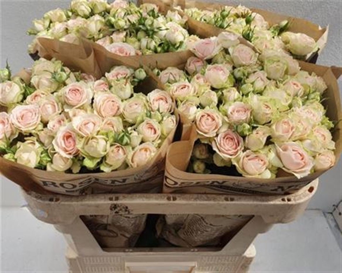 <h4>R Tr Sweet Giselle!</h4>
