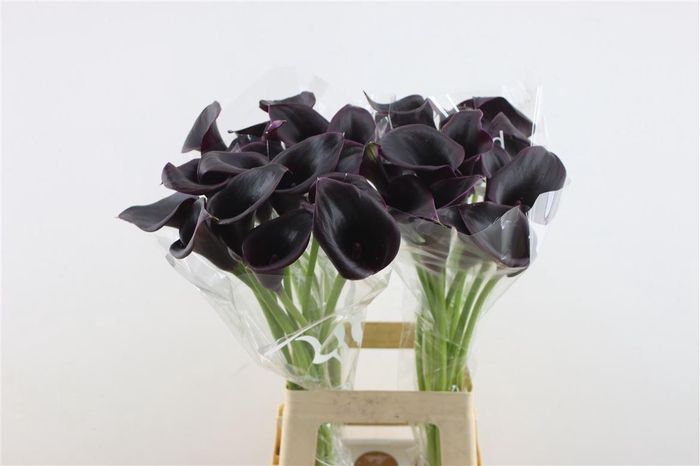 <h4>Zant Cantor</h4>