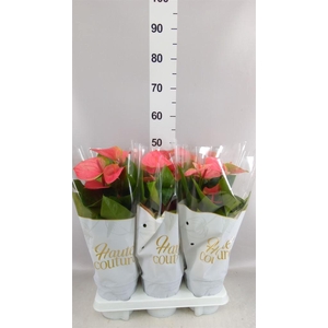 Anthurium andr. 'Sweet Dream'