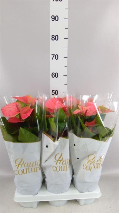 <h4>Anthurium andr. 'Sweet Dream'</h4>