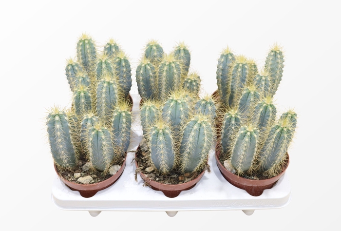 <h4>Pilosocereus Azureus</h4>