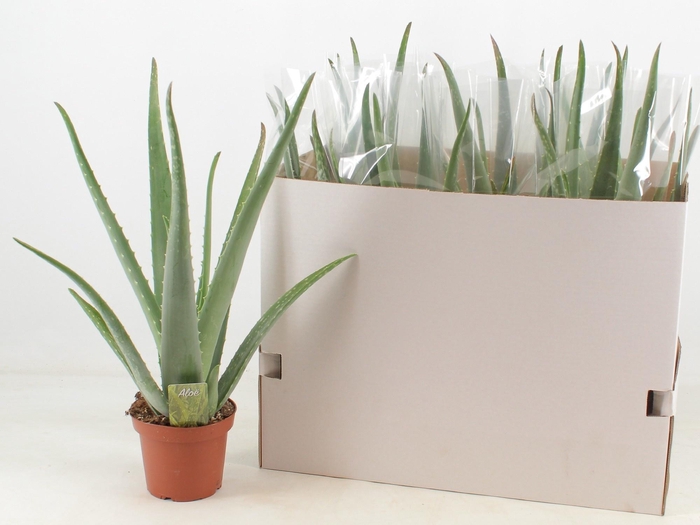 <h4>ALOE VERA</h4>