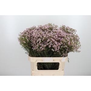 Chame Un Jupiter Sol