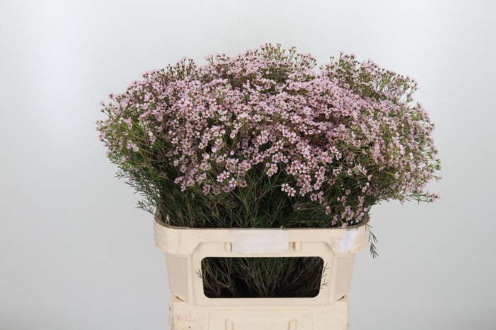 <h4>Chame Un Jupiter Sol</h4>