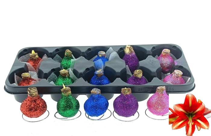 <h4>BLOEMBOL HIPPEASTRUM</h4>