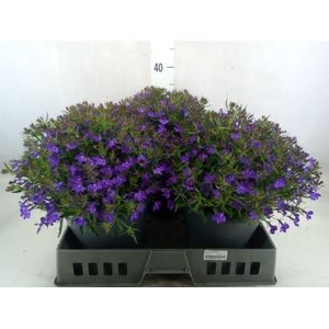 Lobelia erin. 'Hot Springs Lavende'