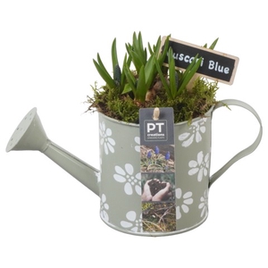 PTMB1040 Arrangementen Muscari