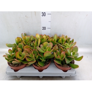 Crassula ovata 'Sunset'