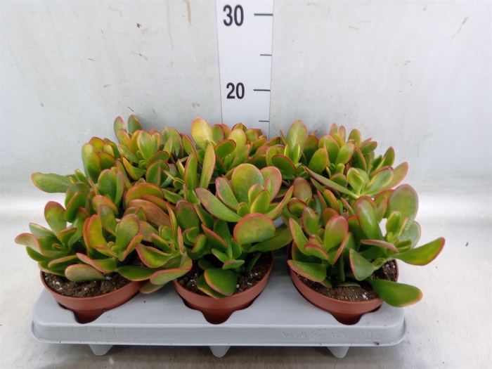 <h4>Crassula ovata 'Sunset'</h4>