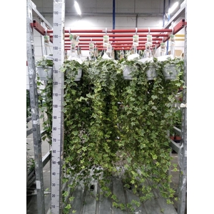 Hedera helix 'Goldchild'