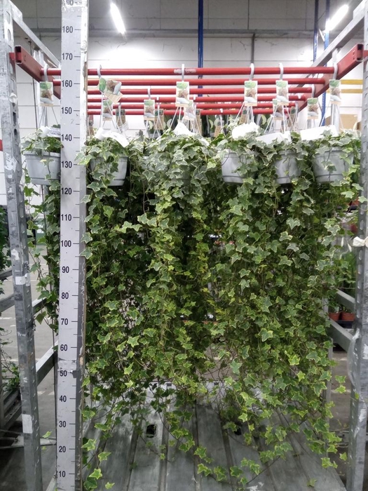 <h4>Hedera helix 'Goldchild'</h4>