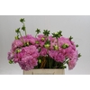 Dahlia (Decorative Grp) 'Pink Pop'