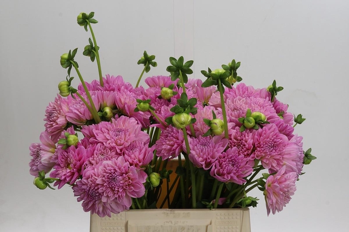 Dahlia (Decorative Grp) 'Pink Pop'