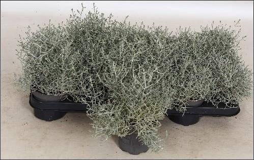 <h4>LEUCOPH BROWNII</h4>