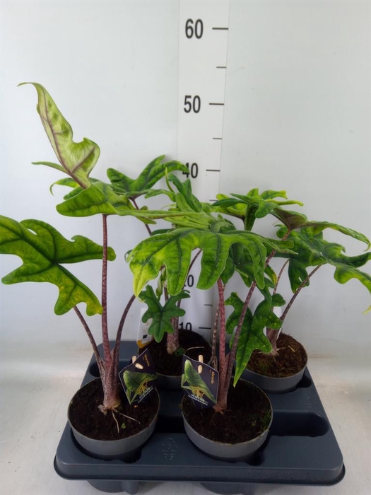 <h4>Alocasia ...</h4>