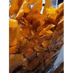 GESTABILISEERD BEUK ORANJE