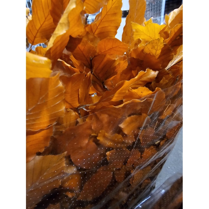 <h4>GESTABILISEERD BEUK ORANJE</h4>