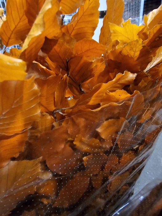 GESTABILISEERD BEUK ORANJE