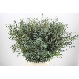 Euca Parvifolia 300gr P Bunch