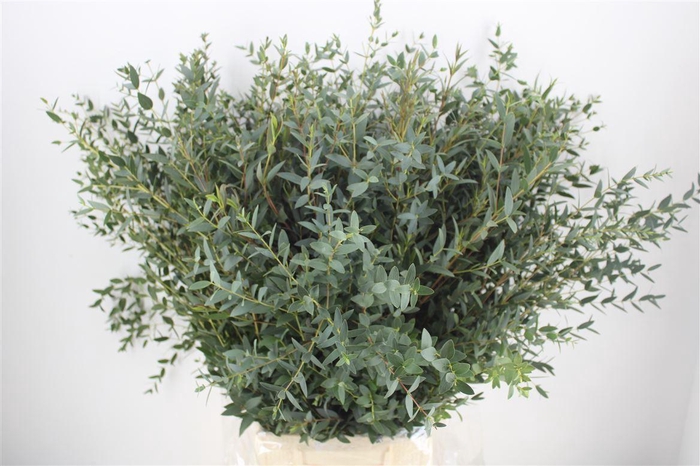 <h4>Euca Parvifolia 300gr P Bunch</h4>